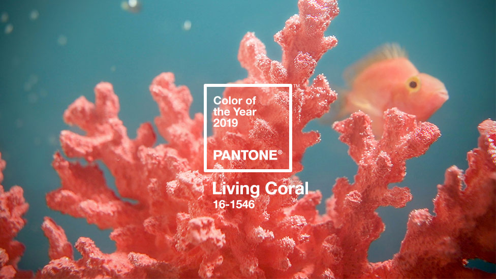 A Pantone já anunciou a Cor do Ano 2019, vem conhecer o Living Coral!